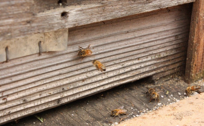 ミツバチの巣箱を設置！